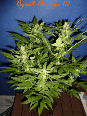 Jdc Beta Test 139