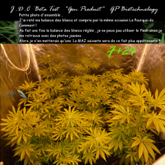 Jdc Beta Test 90