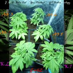 Jdc Beta Test 48