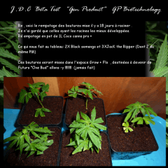Jdc Beta Test 39