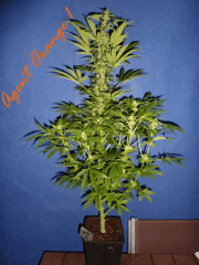 Jdc Beta Test 122