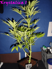 Jdc Beta Test 105