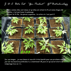 Jdc Beta Test 37