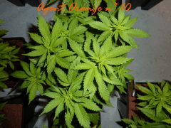 Jdc Beta Test 79