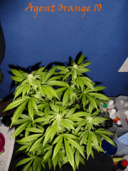 Jdc Beta Test 104