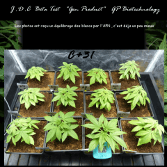 Jdc Beta Test 32