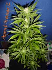 Jdc Beta Test 117