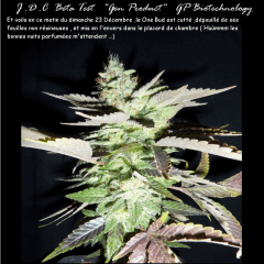 Jdc Beta Test 186