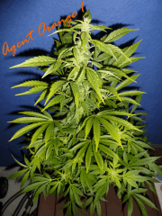 Jdc Beta Test 126