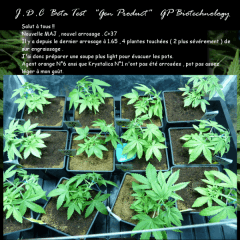 Jdc Beta Test 41
