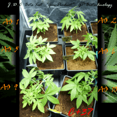 Jdc Beta Test 42