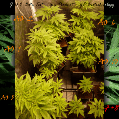 Jdc Beta Test 68