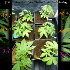 Jdc Beta Test 43