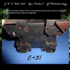 Jdc Beta Test 33