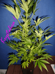 Jdc Beta Test 143