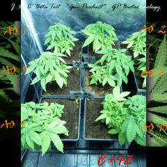 Jdc Beta Test 47