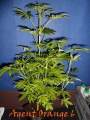 Jdc Beta Test 112