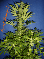 Jdc Beta Test 123