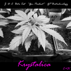 Jdc Beta Test 35