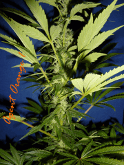 Jdc Beta Test 124