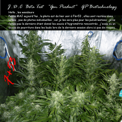Jdc Beta Test 172