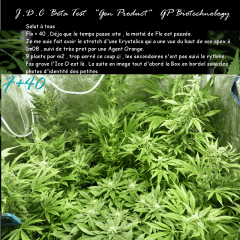 Jdc Beta Test 121