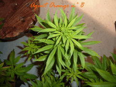 Jdc Beta Test 81