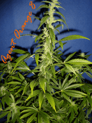 Jdc Beta Test 149