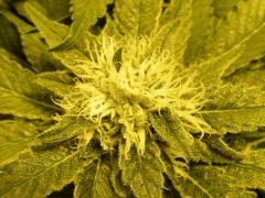 DSCF0070