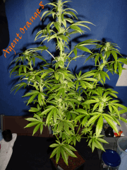 Jdc Beta Test 108