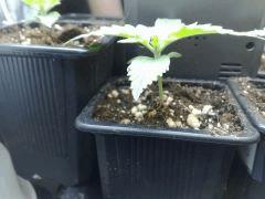 fastbud#2 n°3