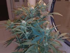 FastBud#2n°2,flo+22