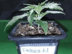 fastbud#2 n°1