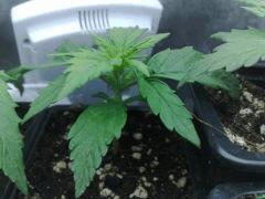 fastbud#2 n°2