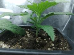 fastbud#2 n°1