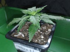 fastbud#2 n°1