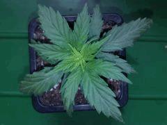 fastbud#2 n°1