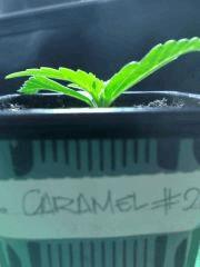 cream caramel n°2