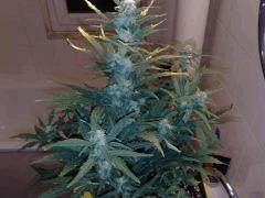 FastBud#2n°1,flo+22
