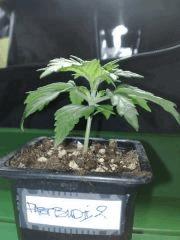 fastbud#2 n°2