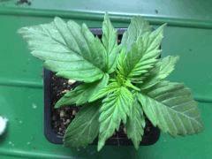fastbud#2 n°3