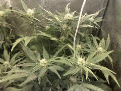 FastBud#2n°2,flo+23