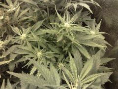 Chronic auto n°1,flo+23