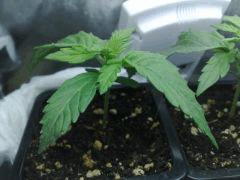fastbud#2 n°3