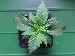 fastbud#2 n°2