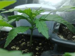 fastbud#2 n°2