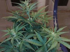 ream Caramel auto n°2,flo+18