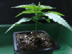 chronic n°1
