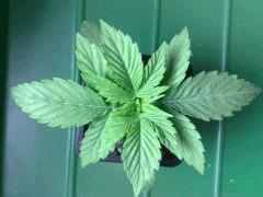 chronic n°1