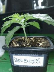 fastbud#2 n°3
